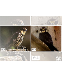 گونه لیل Eurasian Hobby